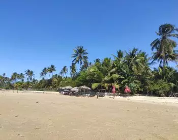 Barraca de praia e coqueiros