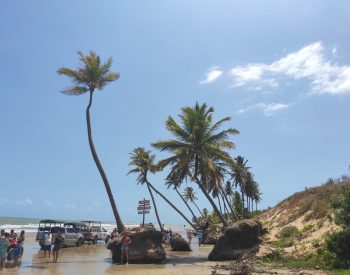 Coqueiros e pessoas na beira do mar